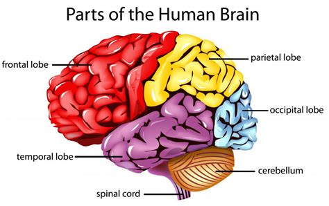What Are The Differences Between The Frontal Lobe And Temporal Lobe