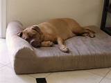 Best Beds For Dogs With Arthritis Pictures