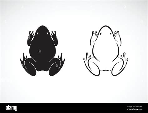 Vector Of Frogs Design On White Background Amphibian Animal Easy