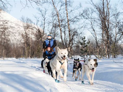 Husky Experience And Dog Sled Driving Morning Tour