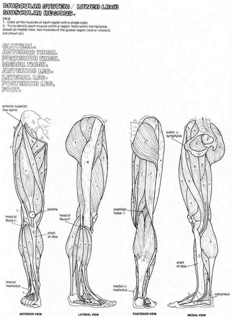 Human anatomy & physiology is one of my favorite science topics to teach, and learn about (i guess that's why i was a nurse in my former life). anatomy coloring pages muscles human anatomy diagram ...