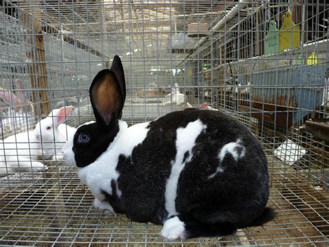 Are Rabbits The New Super Meat Modern Farmer
