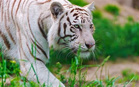 Selective Focus Photography Of White Tiger Hd Wallpaper Wallpaper Flare