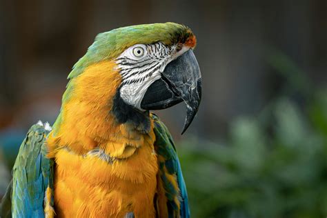 Free Photo Parrot Closeup Animal Bird Close Free Download Jooinn