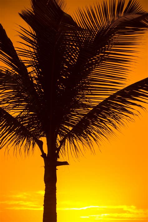 Palm Tree Silhouette Free Stock Photo Public Domain Pictures