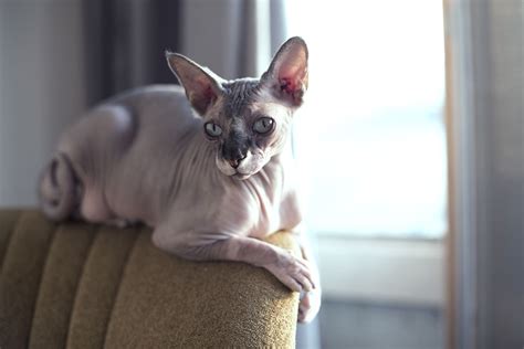 People Are Shaving Cats And Selling Them As Fake Sphynx