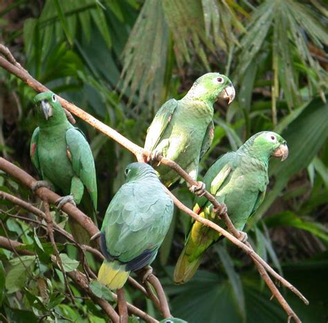 Mealy Amazonparrot Lc Amazon Parrot Parrot Habitats