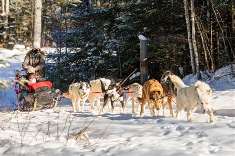 Where To Go Dog Sledding In Maine The Maine Mag