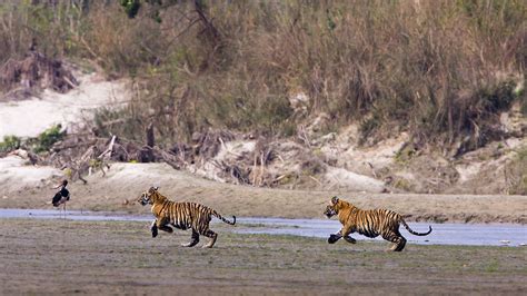 Nepals Highest Tiger Sighting Is A Reminder To Save The Big Cats