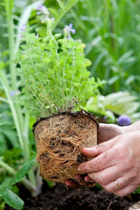 Munt Kweken In Een Pot Zo Doe Je Dat Gardeners World