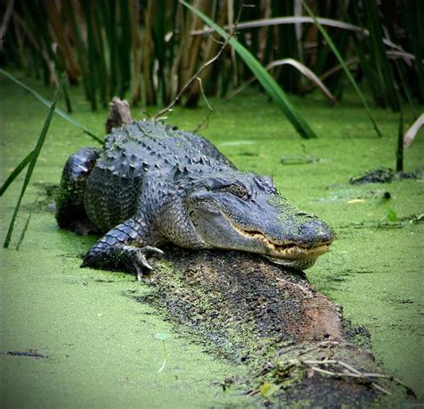 An Alligator In The Swamp Garth Nichols