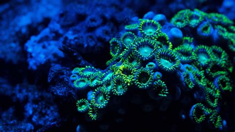 Coral Reef Backgrounds Wallpapersafari