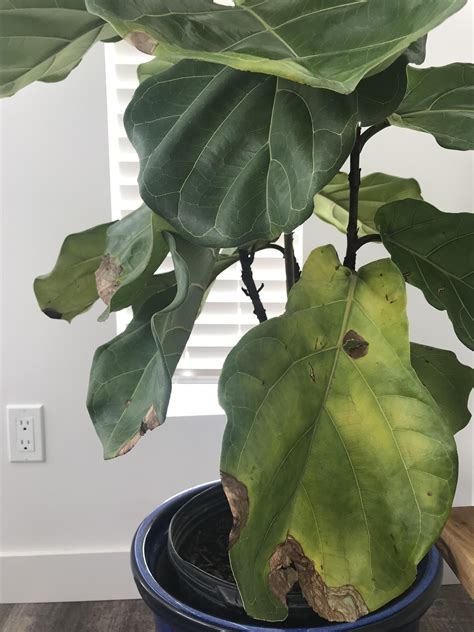 Why Are The Leaves Falling Off My Jalapeno Plant at Rose Potter blog