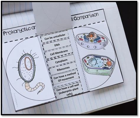 Nucleus being the control center of cell decides and controls most of the functions. Cell Comparison - Science Interactive Notebook | Cut and ...