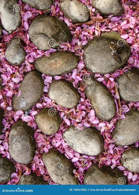 Stones With Pink Syringa Petals Stock Image Image Of Pink Garden