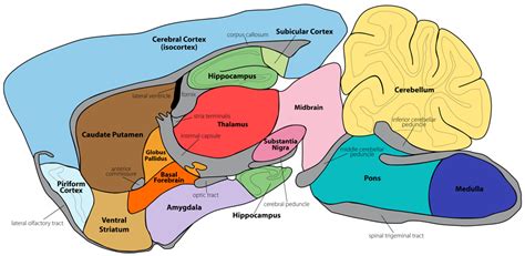 Gensat Project At Rockefeller University Mouse Brain Atlas Image