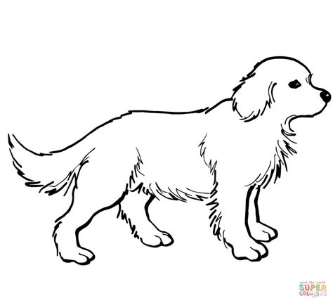 Golden Retriever Puppy Coloring Page