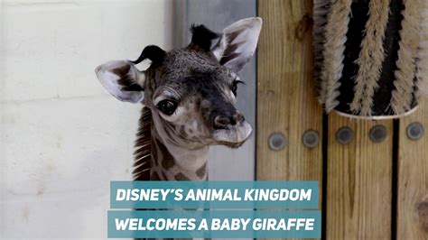 Video Baby Giraffe Born At Disneys Animal Kingdom Wdw News Today