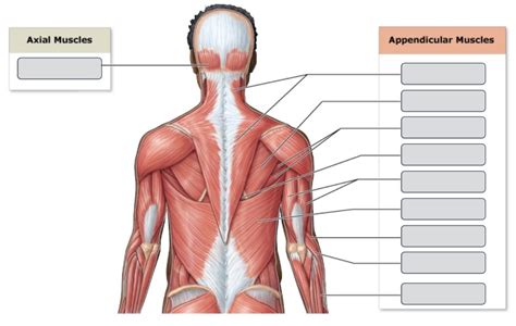 Major Skeletal Muscles Posterior View Diagram Quizlet Sexiz Pix
