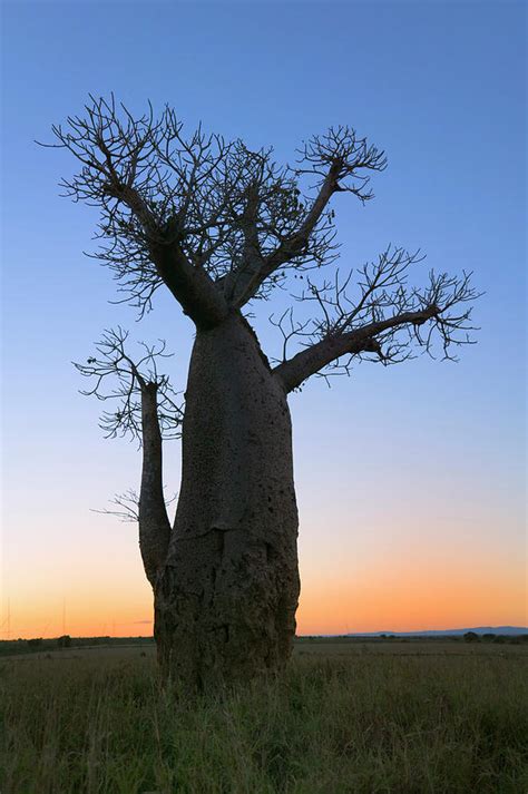 Baobab Trees Adansonia Photograph By Keren Su Pixels