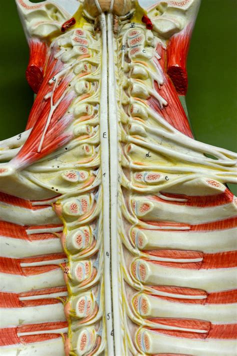 Human Anatomy Lab Spinal Cord