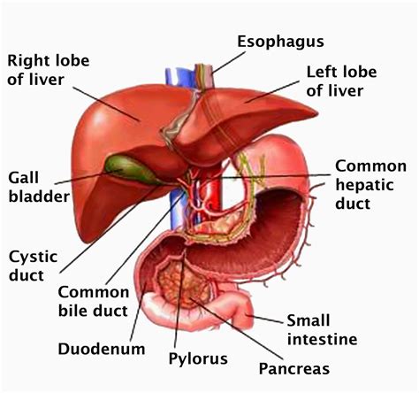 The liver is a large, meaty organ that sits on the right side of the belly. Vivekanantha Homeo Clinic & Psychological Counseling ...