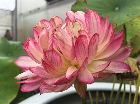 Ghim của Rainn Nguyen trên Flower Hoa sen Hoa