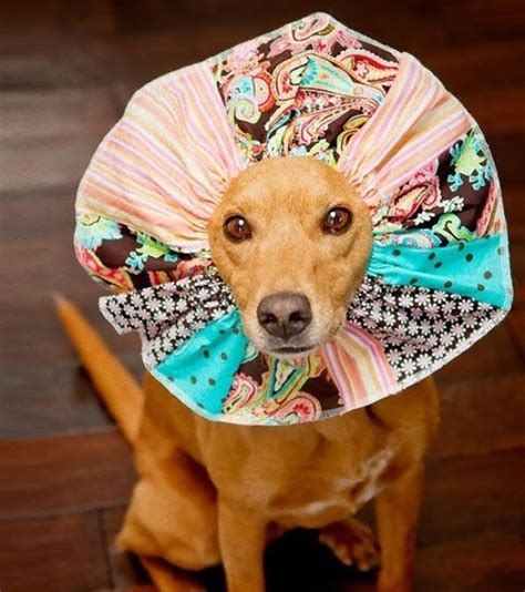 Apr 19, 2021 · diy cardboard dog collars are actually quite handy and one of the best things is that all the materials needed to make this can be found at home. Crafted Cone Of Shame | Bored Panda