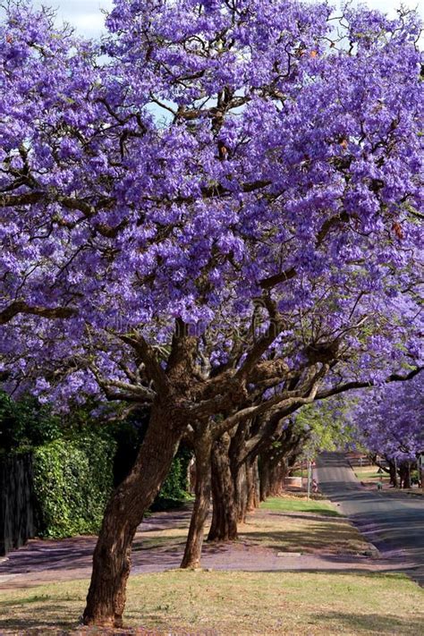 Photo About Jacaranda Trees Lining The Street In Pretoria South Africa