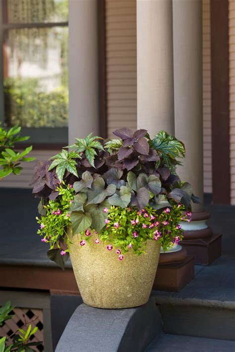 As summer comes to an end here in northern regions, those seasonal plants we planted in pots and containers last spring start to run out of steam. 25 Ultra-Cozy Fall Container Garden Ideas | HGTV