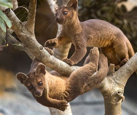 The Worlds Cutest Carnivores Holy Cuteness