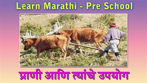 Animal Uses In Marathi Learn Marathi For Kids Marathi Grammar