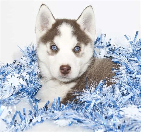 So You Want A Husky Puppy For Christmas