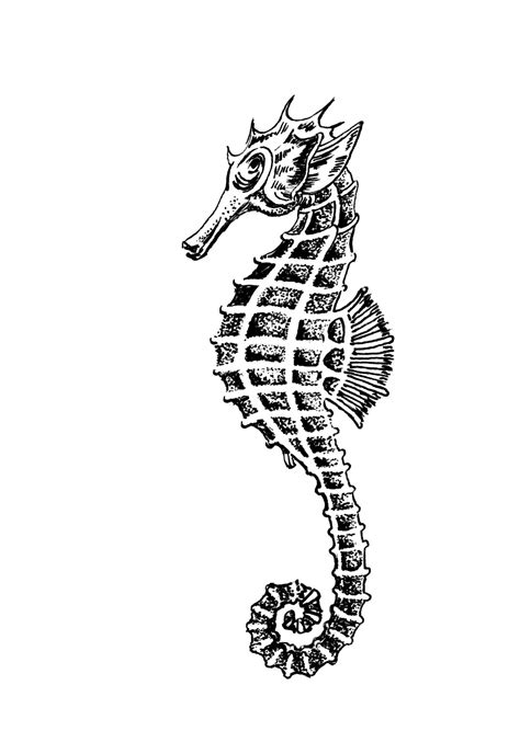 Seahorse Clipart Illustration Free Stock Photo Public