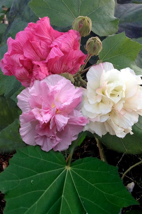 Hibiscus flowers amazing flowers hibiscus flower seeds rare flowers tropical flowers pretty flowers hibiscus plant hibiscus rosa sinensis. Buy Confederate Rose Hibiscus Mutabilis Plants - FREE ...