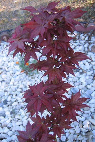 This coloration gives the beni hoshi it's name, which translates to 'ruby star' in japanese. Japanese Maples - Acer palmatum 'Beni Hoshi' (Ruby Stars ...