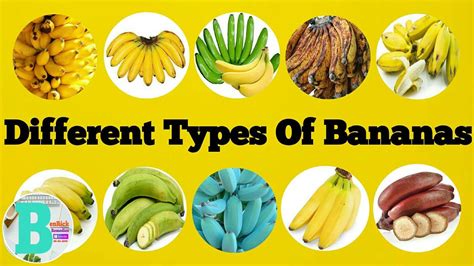 7 Amazing Types Of Bananas Yoors