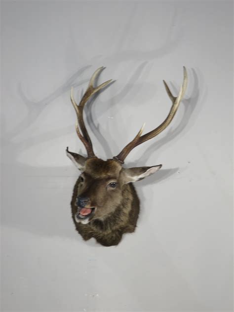 Sika Deer Taxidermy For Sale X 13si Mounts For Sale