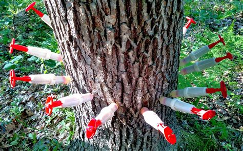 Save Your Trees From Oak Wilt With Diy Tree Injection Chemjet Tree