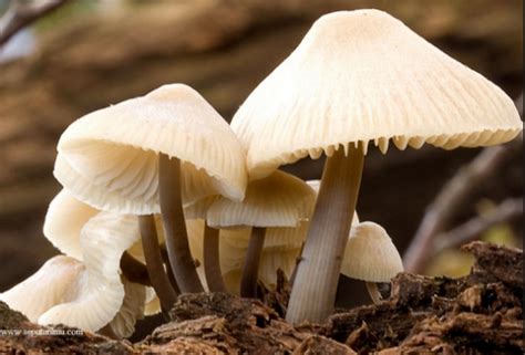 Pengertian Jamur Fungi Lengkap Ciri Ciri Jenis Reproduksi Dan Fungsi Jamur