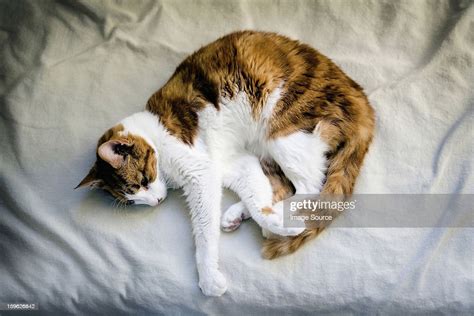 Ginger Cat Curled Up On Bed Photo Getty Images