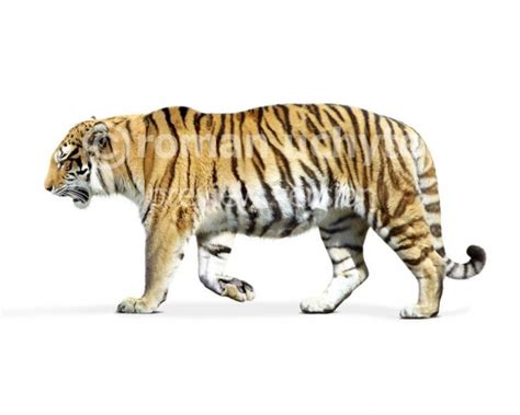 Wanhsien Tiger Pleistocene Tiger From East Asia Fauna Tiger Drawing