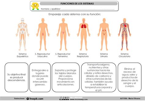 Funciones De Los Sistemas Del Cuerpo Humano