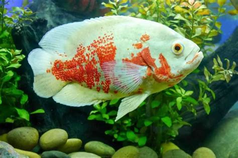 Oscar Fish Behavior Habitat Care And Tank Mates