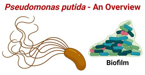 Pseudomonas Putida An Overview In 2022 Biofilm Cell Membrane