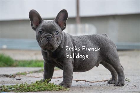 We breed happy, healthy french bulldog puppies for you to love and all our frenchies come with a health guarantee. French Bulldog Puppies For Sale | Fort Plain, NY #319355