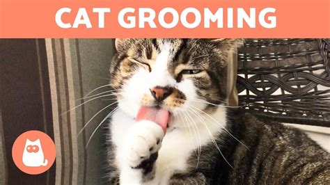 Why Do CATS GROOM Themselves Reasons YouTube