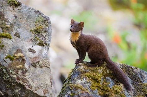 Pine Marten European Pine Marten Facts And Pictures