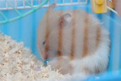 How To Care For Teddy Bear Hamsters 5 Steps