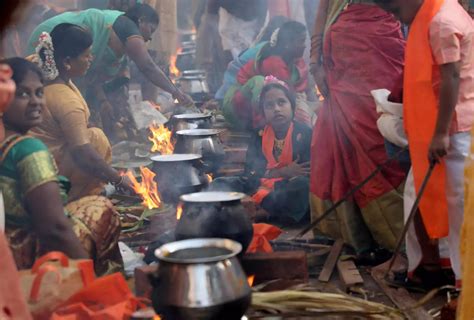 Pongal Being Celebrated With Traditional Fervour In Different Parts Of